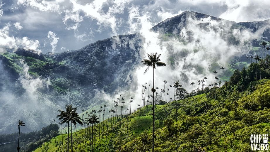 foto de las palmeras en el valle del cocora