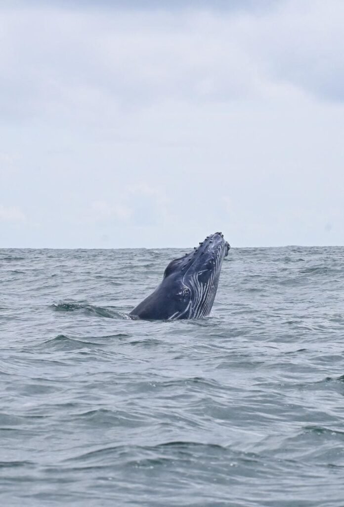 Foto de avistamiento de una ballena