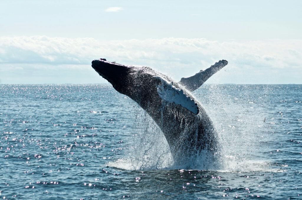 foto de ballena saltando en el mar